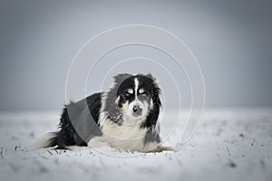 Border collie is laying in the snow.