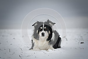 Border collie is laying in the snow.