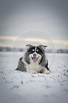 Border collie is laying in the snow.