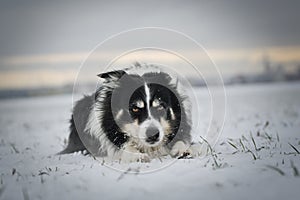 Border collie is laying in the snow.