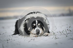 Border collie is laying in the snow.