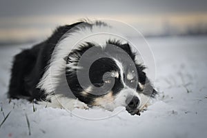 Border collie is laying in the snow.