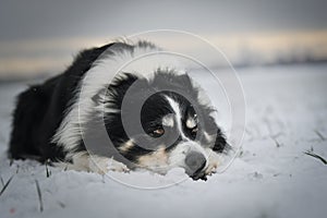 Border collie is laying in the snow.