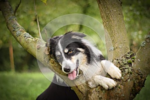 Border collie is laying on the tree