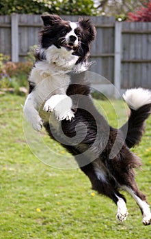 Border Collie Leaping photo