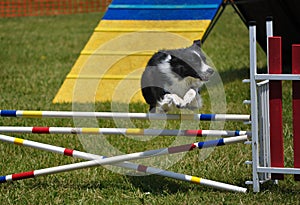 Border Collie leaping over jump at agility trial