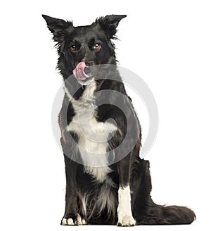 Border collie licking, sitting, isolated