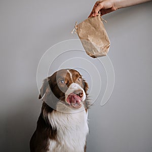 Border Collie licks at the sight of a treat bag