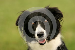 Border collie look