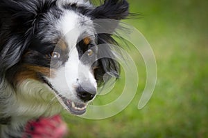 A Border Collie looks to his play friend and waiting