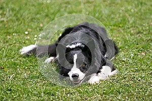 Border collie lying