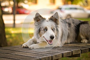 Border collie is lying on the bench.