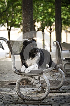 Border collie is lying on bench.