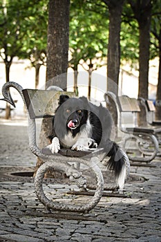 Border collie is lying on bench.