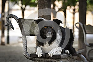 Border collie is lying on bench.