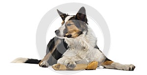 Border collie lying with a bone, eyes closed, isolated