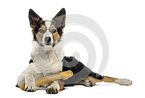 Border collie lying with a bone, isolated