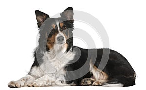 Border Collie lying in front of white background