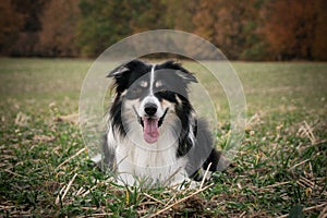 Border collie is lying in the grass.