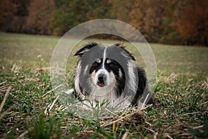 Border collie is lying in the grass.