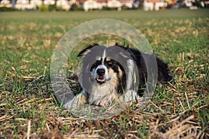 Border collie is lying in the grass.