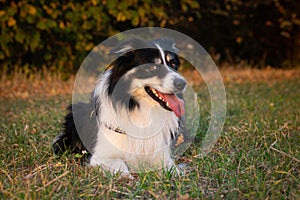 Border collie is lying in the grass.