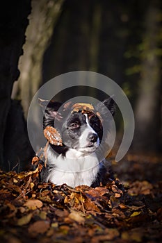 Border collie is lying on the road in forest.