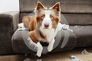 Border collie mischief after destroy a pillow sitting over a sofa with innocent expression