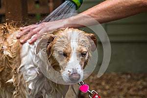 Border collie mix being rinsed