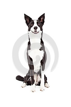 Border Collie Mix Breed Dog Sitting