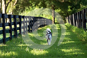 Border Collie mix dog running outside along fence