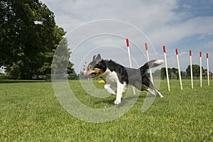 Border collie mix running through agility weave poles on a sunny