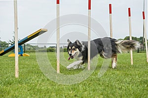 Border collie mix weaving through agility weave poles