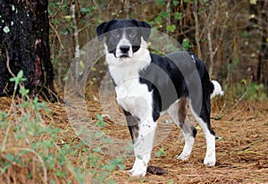 Border Collie mixed breed dog