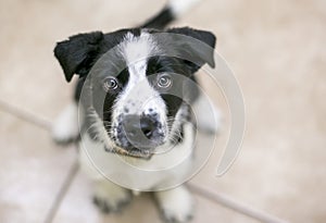 A Border Collie mixed breed puppy looking up