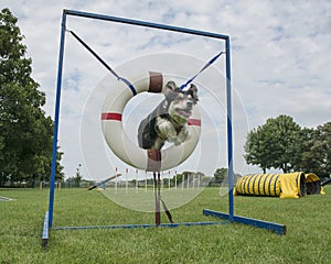 Border collie mixed dog jumping through the tire jump in an agility course