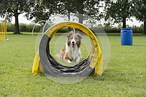 Border collie mixed dog lying down in a dog sports course with h