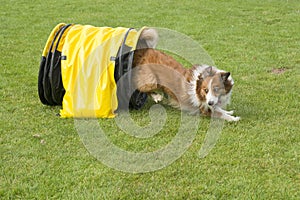 Border collie mixed dog running through an agility tunnel seen f