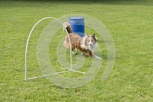 Border collie mixed dog running on a hooper agility sports field