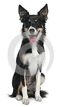 Border collie, 7 months old
