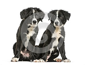 Border Collie, 3 months old