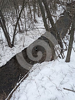 A Border Collie mutt playing in the creek in the forest