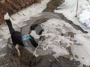 A Border Collie mutt playing in the creek in the forest