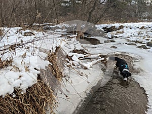 A Border Collie mutt playing in the creek in the forest