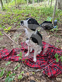 A Border Collie Mutt sits outside in the forest