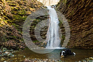 Border collie near a waterfall photo