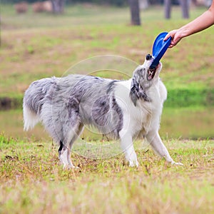 Border Collie not willing to let go the frisbee