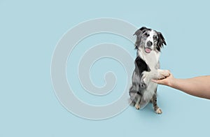 Border collie obedience. Dog high five with human hand. Isolated on blue background