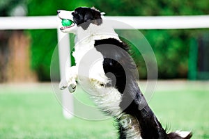 Border collie during obedience training - jumping