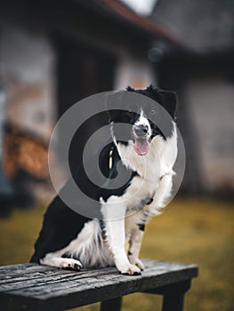 Border collie Ori from Czechia